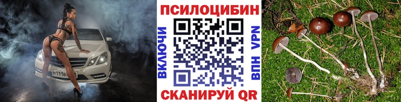 Псилоцибиновые грибы Psilocybe  где можно купить наркотик  Болотное 
